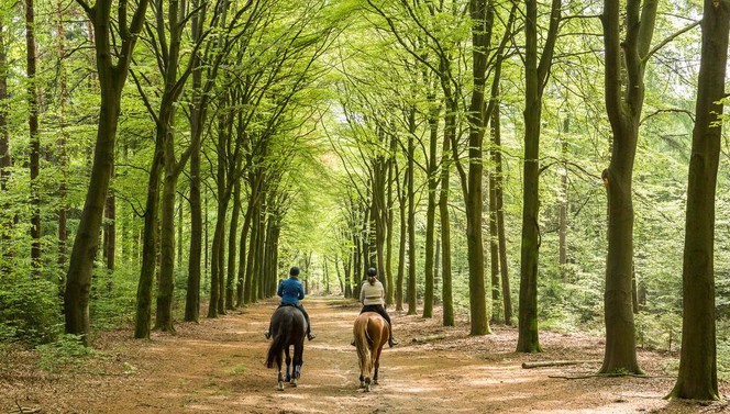 Reiter Paket Pferdehotel De Cantharel